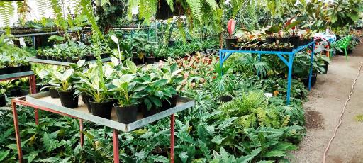 گلخانه فیاض