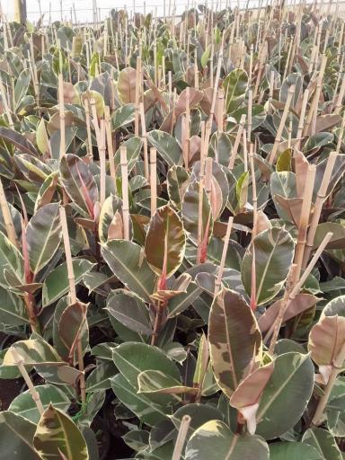 گلخانه فیاض