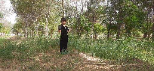 عکس پارک جنگلی