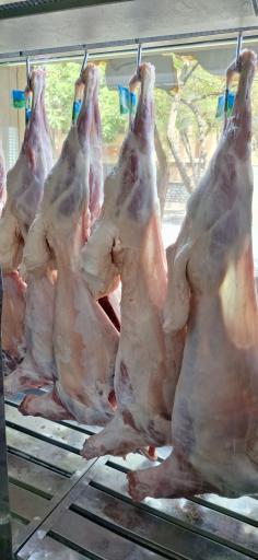 عکس سوپر گوشت مولوی