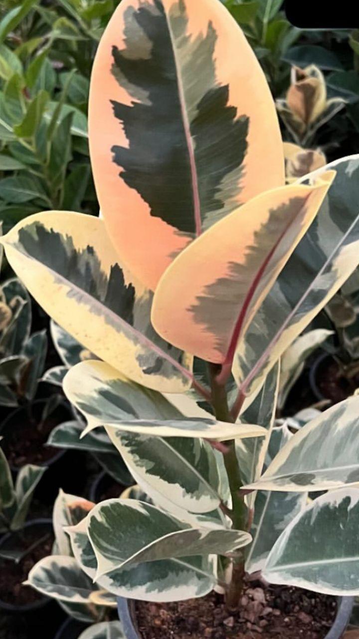 عکس گلسرای کسری