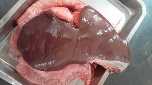 عکس فروشگاه گوشت و مرغ محمودی