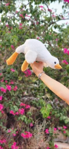 عکس گالری قلب بنفش