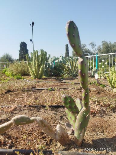 عکس بوستان بزرگ آزادشهر