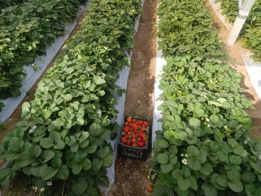 عکس گلخانه توتفرنگی پوریا سیاه منصوری