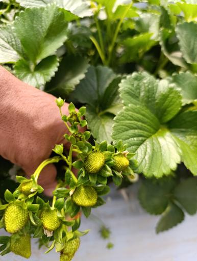 عکس گلخانه توتفرنگی پوریا سیاه منصوری