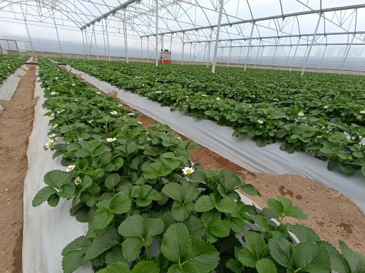 عکس گلخانه توتفرنگی پوریا سیاه منصوری