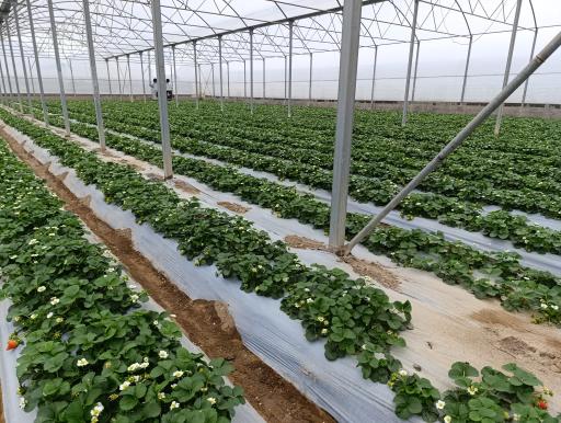 عکس گلخانه توتفرنگی پوریا سیاه منصوری