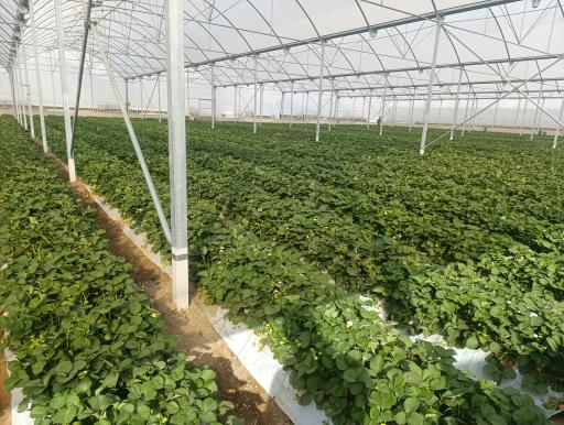 عکس گلخانه توتفرنگی پوریا سیاه منصوری