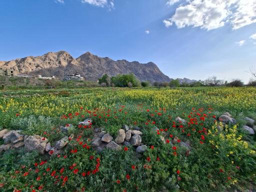 عکس بردسکن