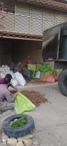 عکس پیاز زعفران مولوی