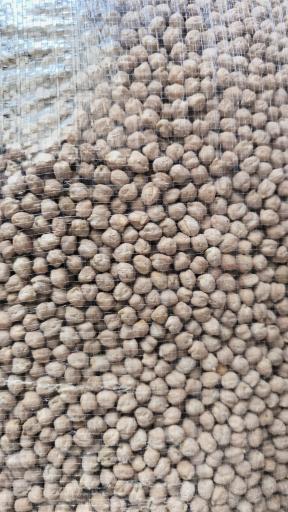 عکس علافی مهران کرمی