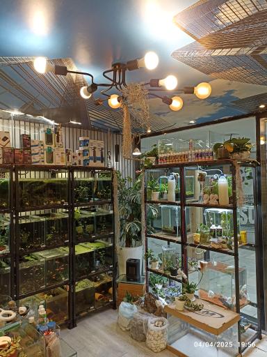 حامد فیش کیپر