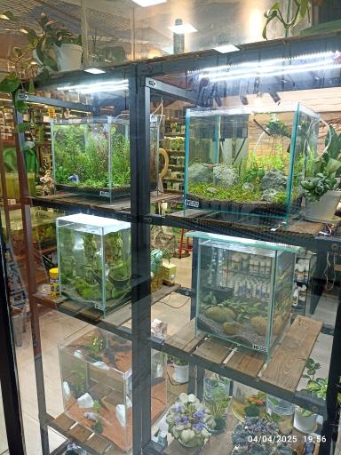 حامد فیش کیپر