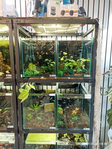 عکس حامد فیش کیپر