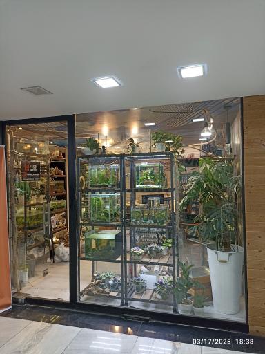 عکس حامد فیش کیپر