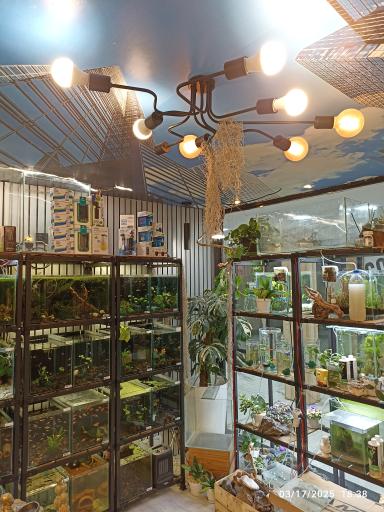 حامد فیش کیپر