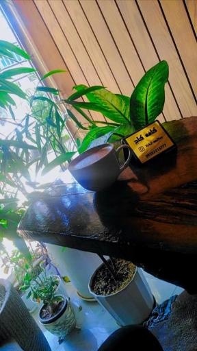 عکس قهوه کاج