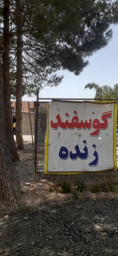 عکس گوسفند فروشی امیری 