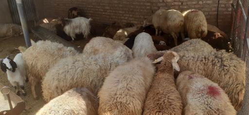 عکس گوسفند فروشی امیری 