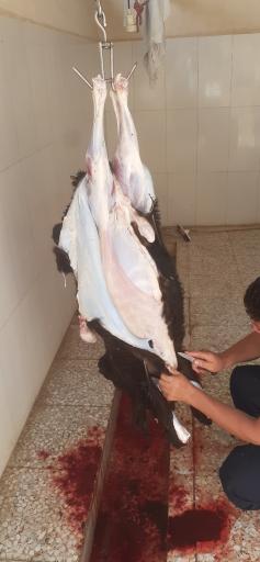 عکس گوسفند فروشی امیری 