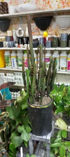 عکس گل فروشی تک ستاره