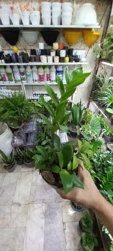 عکس گل فروشی تک ستاره