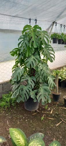 عکس گل فروشی تک ستاره