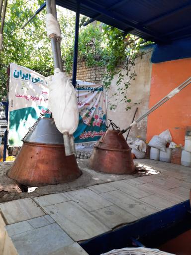 عکس گلابگیری آوای گل