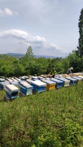 عکس عسل طبیعی سید کریم 