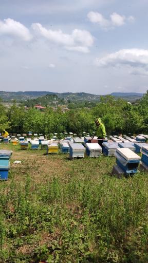 عکس عسل طبیعی سید کریم 