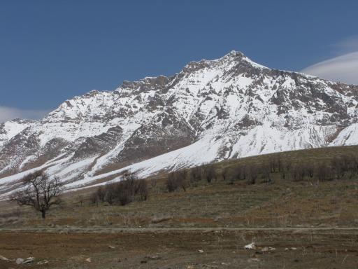 عکس شازند