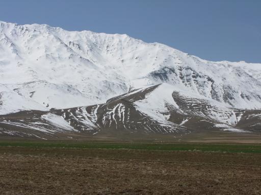 عکس شازند