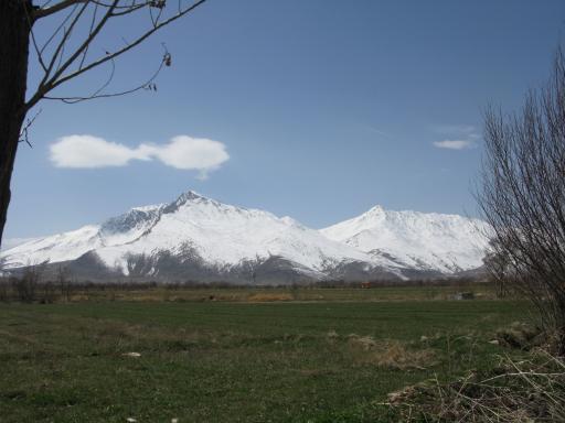 عکس شازند