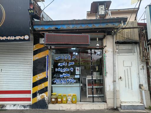 عکس مرغ‌ماهی‌عمورامین
