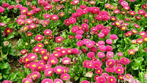 عکس پارک لاله ها