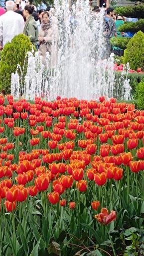 عکس پارک لاله ها