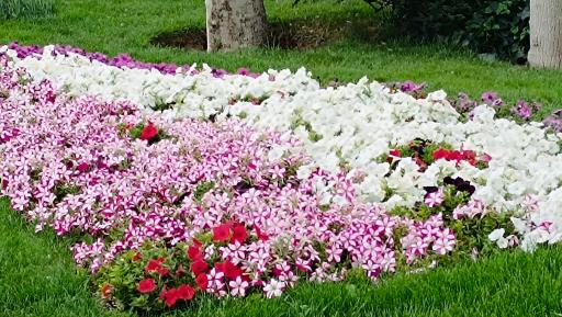 عکس پارک لاله ها