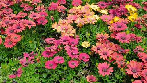 عکس پارک لاله ها