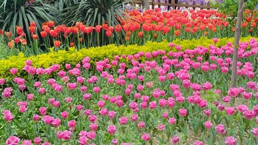عکس پارک لاله ها
