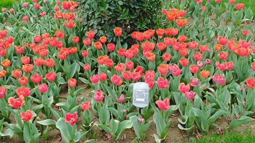 عکس پارک لاله ها