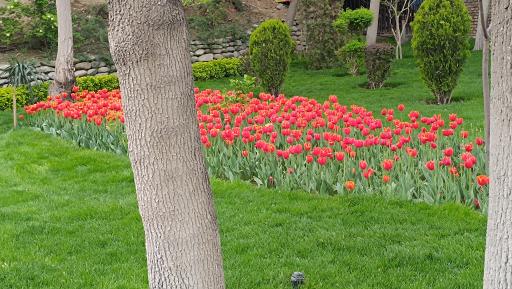 عکس پارک لاله ها