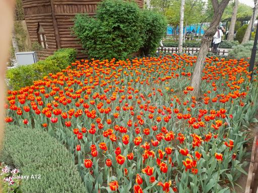 عکس پارک لاله ها