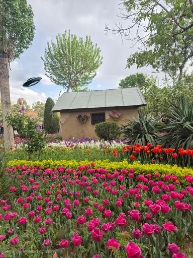 عکس پارک لاله ها