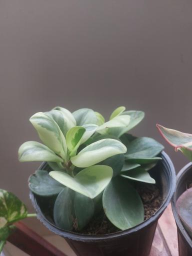 عکس گلسرای یشم 