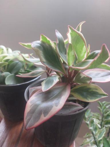 عکس گلسرای یشم 