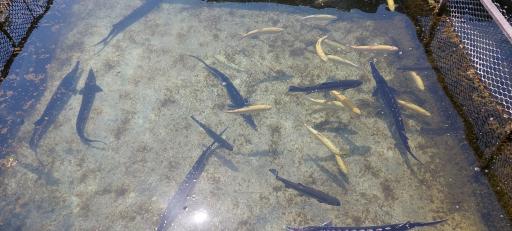 عکس پرورش ماهی هزار چشمه