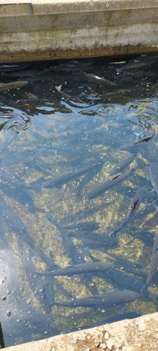 عکس پرورش ماهی هزار چشمه