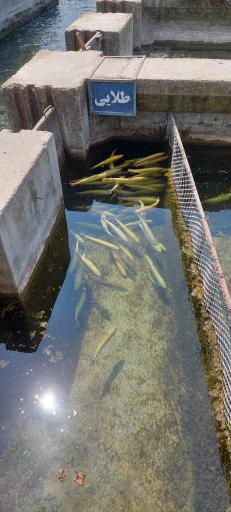 عکس پرورش ماهی هزار چشمه