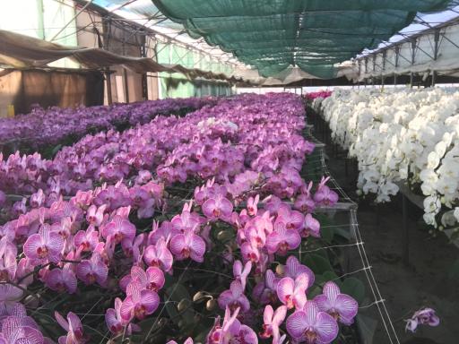 عکس گلخانه گلند (شانقی)